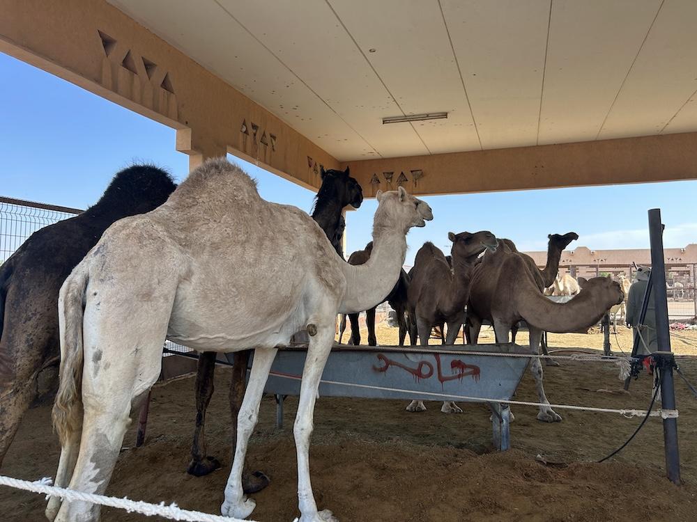Camel Market